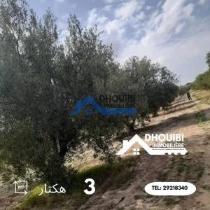 Vente Surfaces - Tunisie