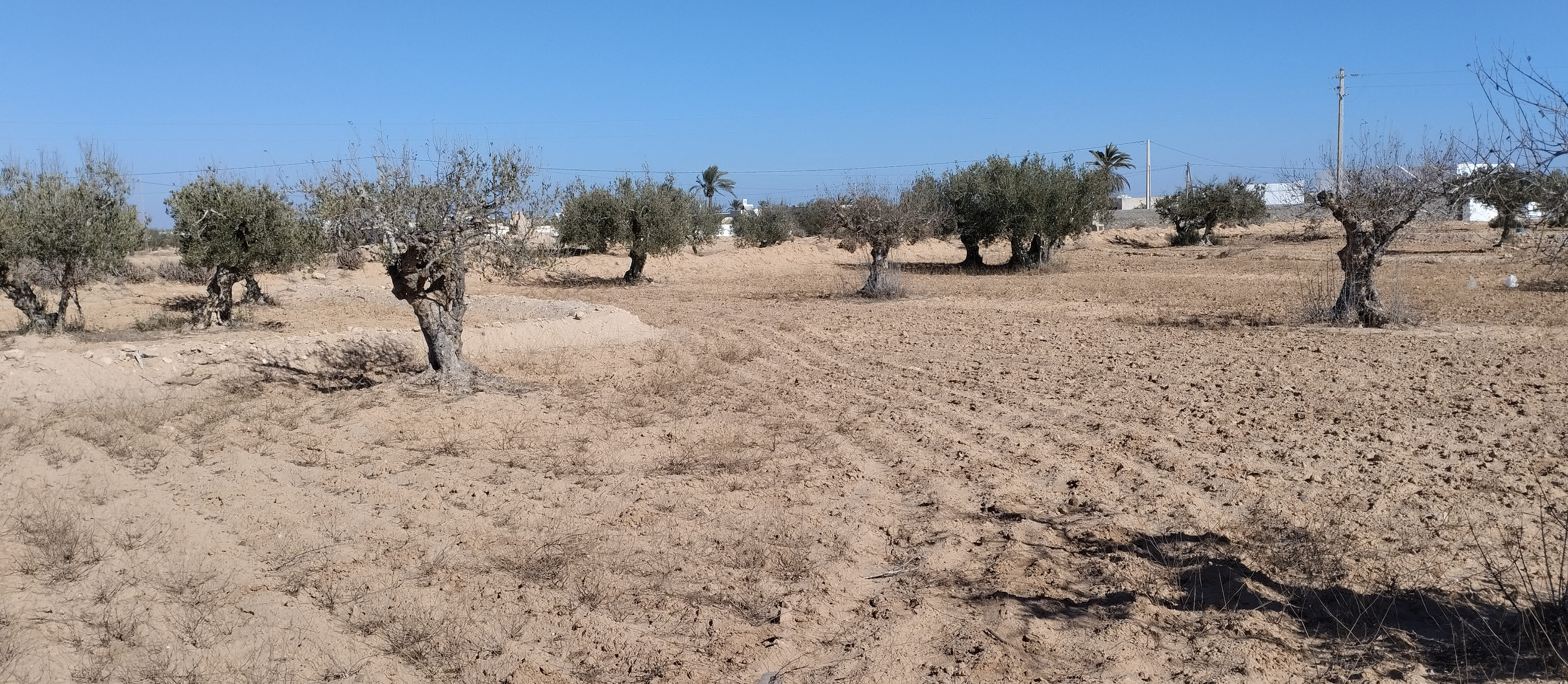 Ajim&nbsp;Jabira&nbsp;Vente&nbsp;Surfaces&nbsp;Terrain 2260 m2 � menzel ben hammouda jaabira
