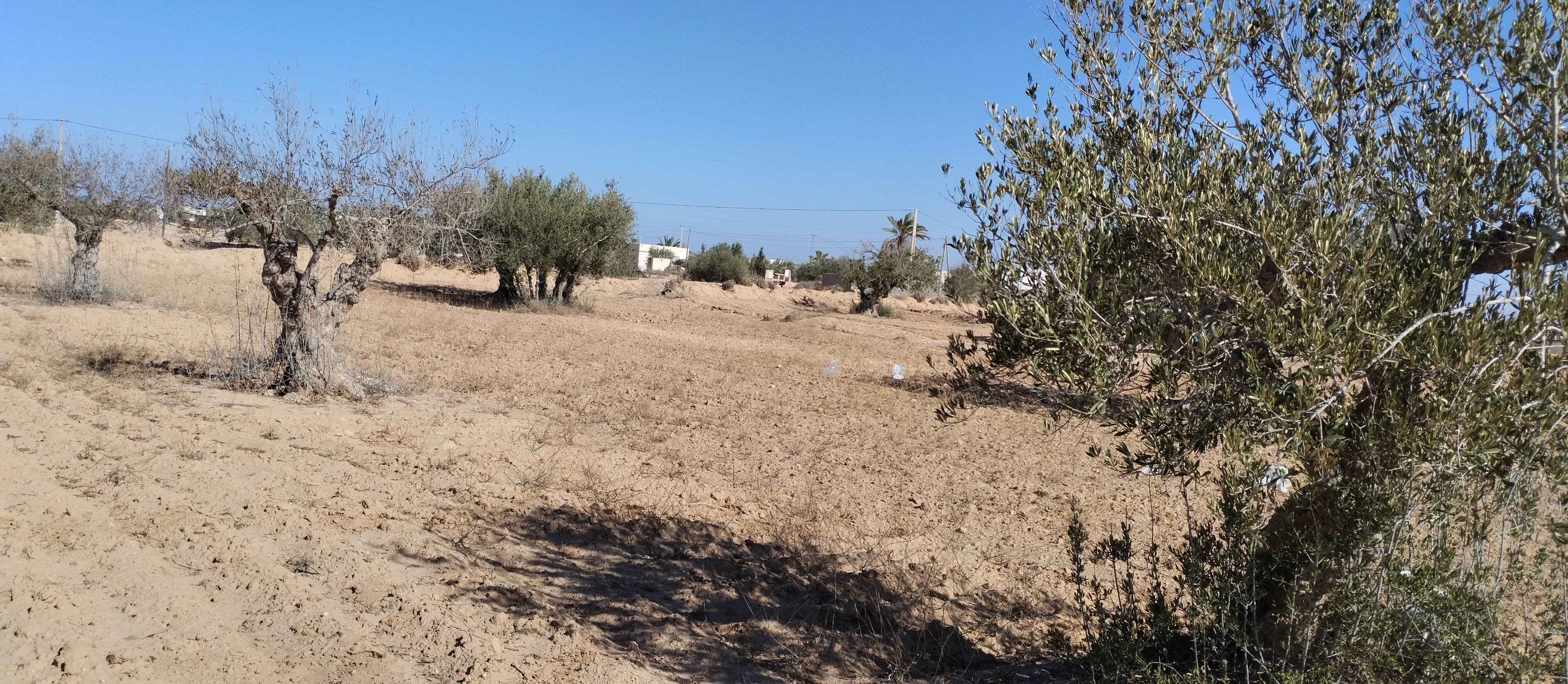 Ajim&nbsp;Jabira&nbsp;Vente&nbsp;Surfaces&nbsp;Terrain 2260 m2 � menzel ben hammouda jaabira