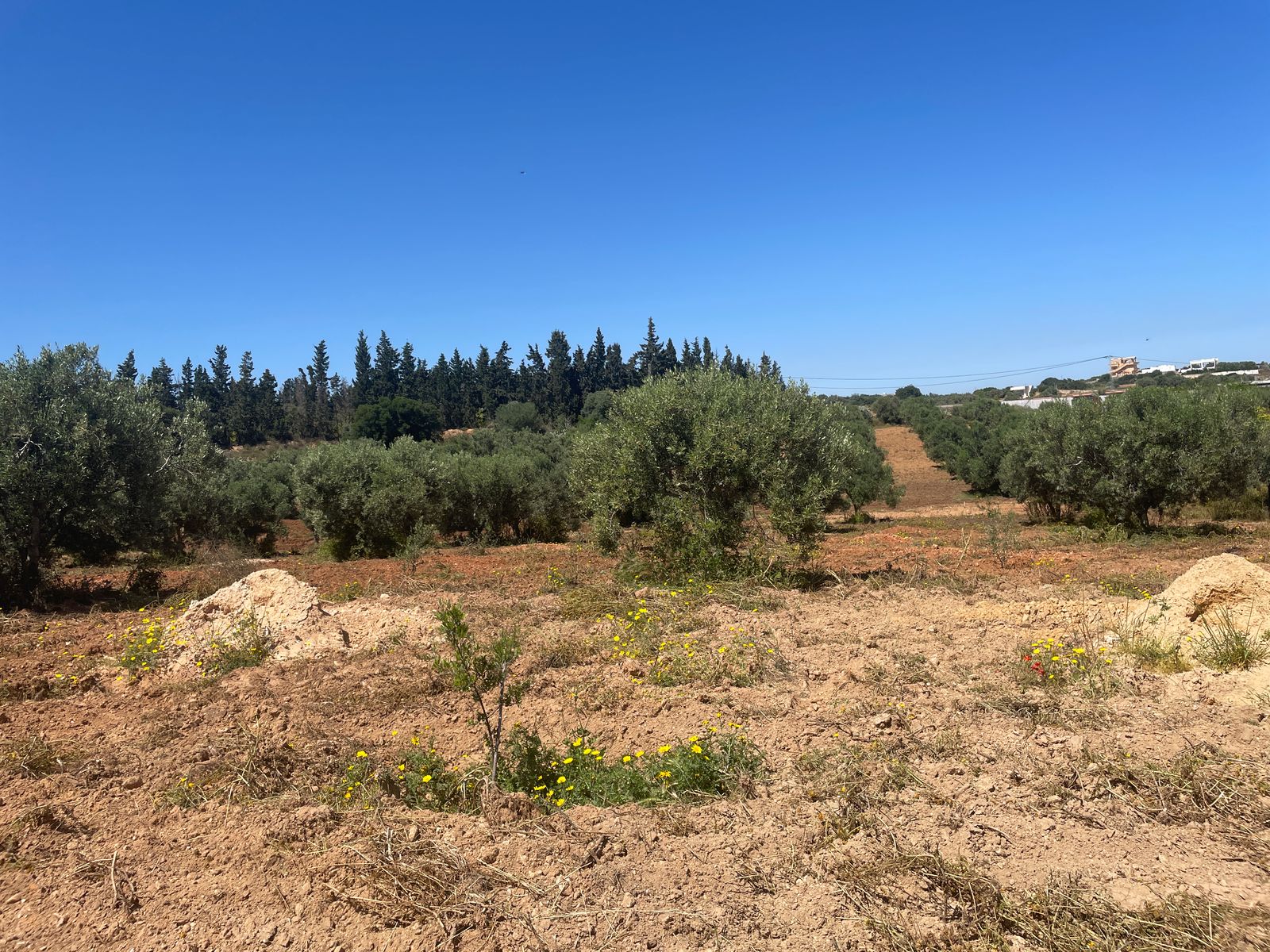 Vente Surfaces - Tunisie
