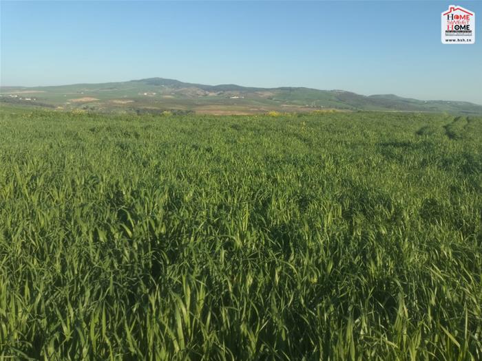 Mejez El Bab Mejez El Bab Vente Surfaces Terrain agricole ichrak  mjez beb  beja