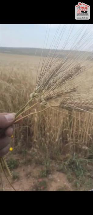 Mejez El Bab Mejez El Bab Vente Surfaces Terrain agricole ichrak  mjez beb  beja