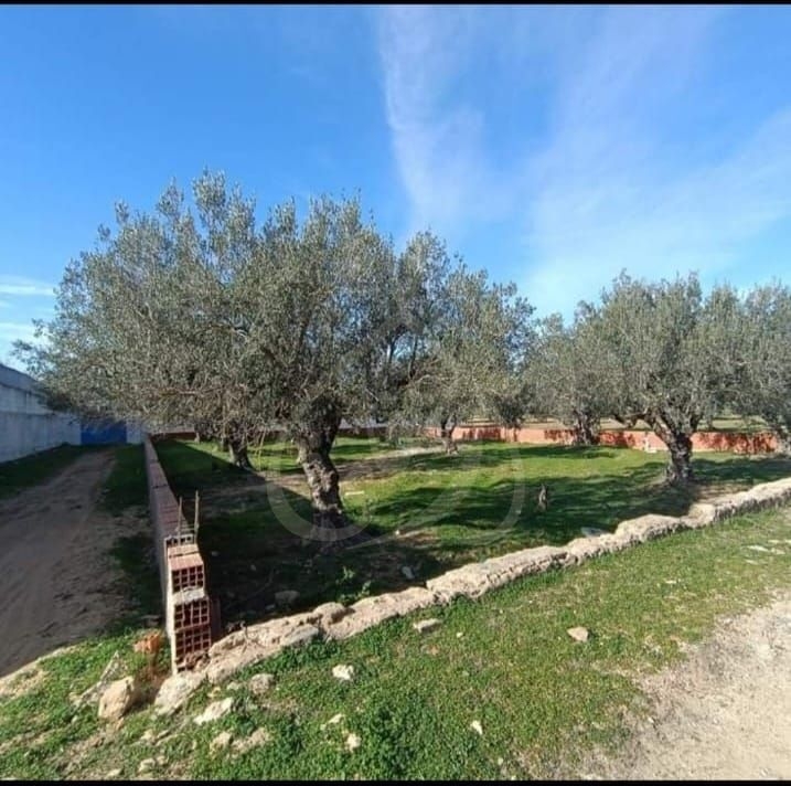 Vente Surfaces - Tunisie
