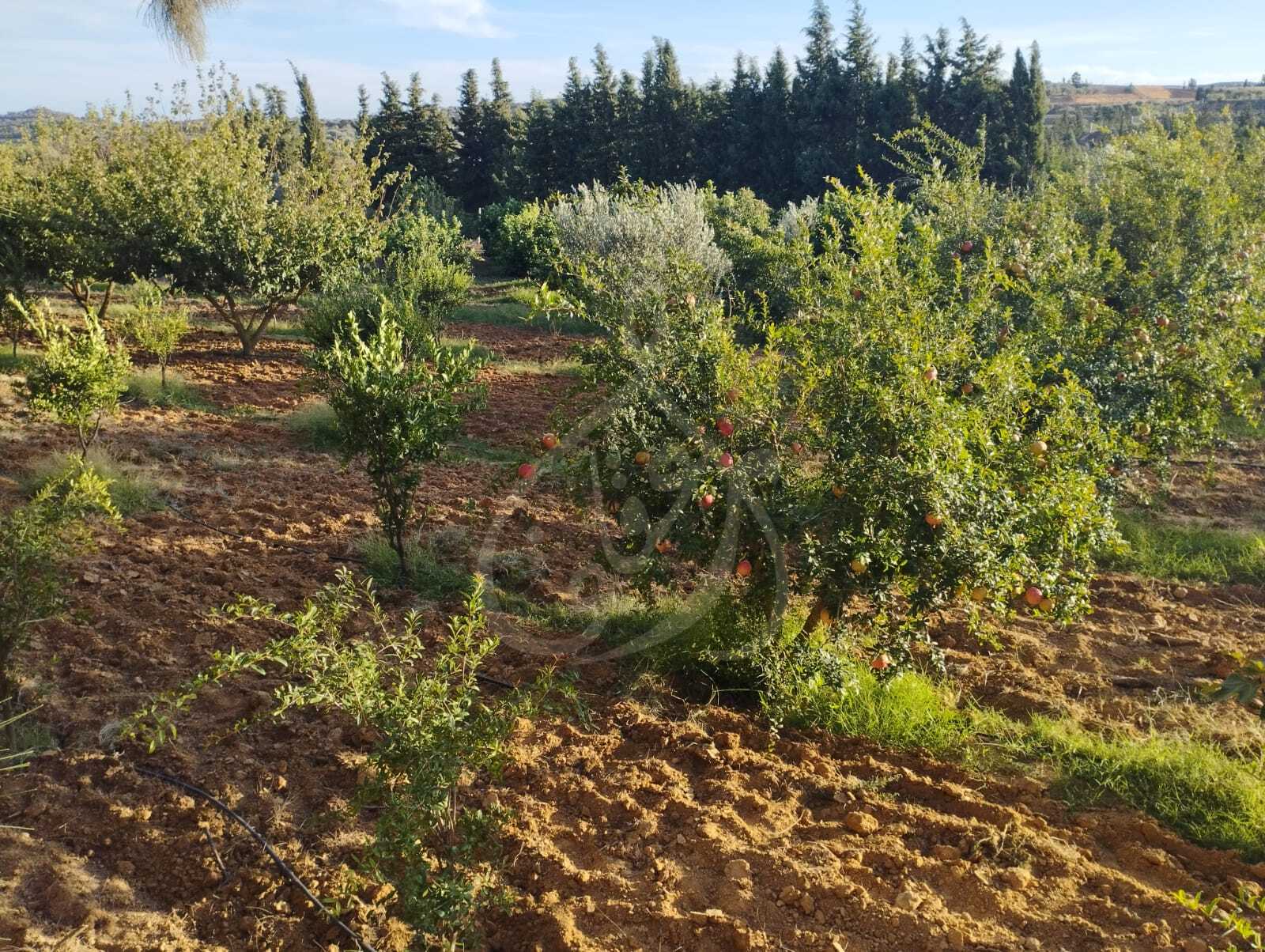 Beni Khiar Ghardaya Vente Autre Ferme  ghardeya bni khiar