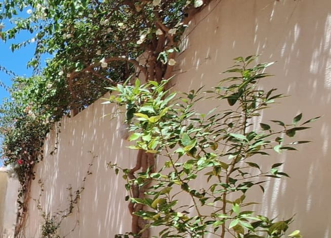 Vente Maisons - Tunisie