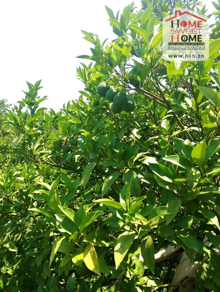 Menzel Bouzelfa Menzel Bouzelfa Vente Surfaces Terrain agricole orange   menzel bouzelfa