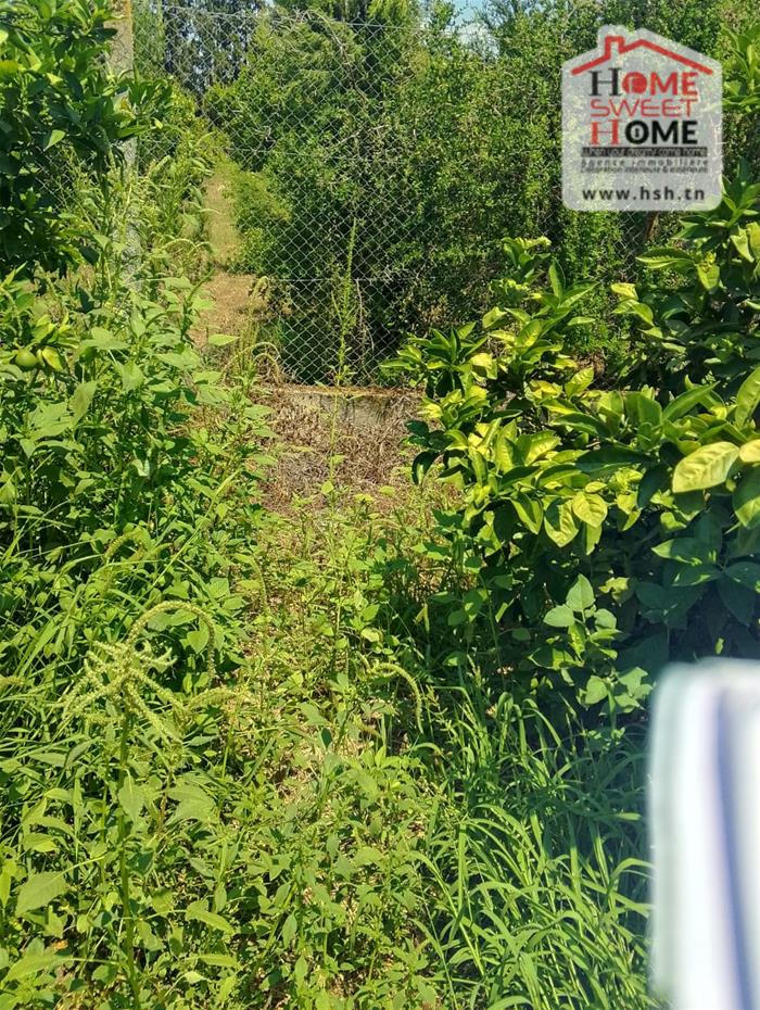 Menzel Bouzelfa Menzel Bouzelfa Vente Surfaces Terrain agricole orange   menzel bouzelfa