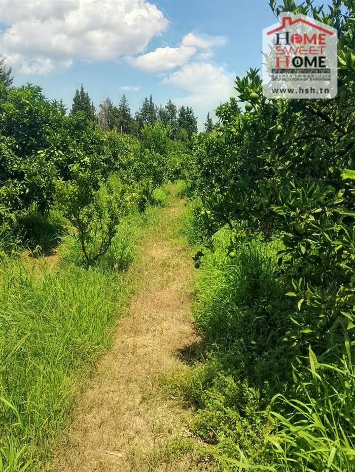 Vente Surfaces - Tunisie