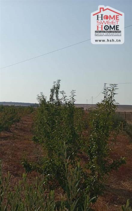 Beja Nord Beja Vente Surfaces Terrain agricole alaya   mjez el beb