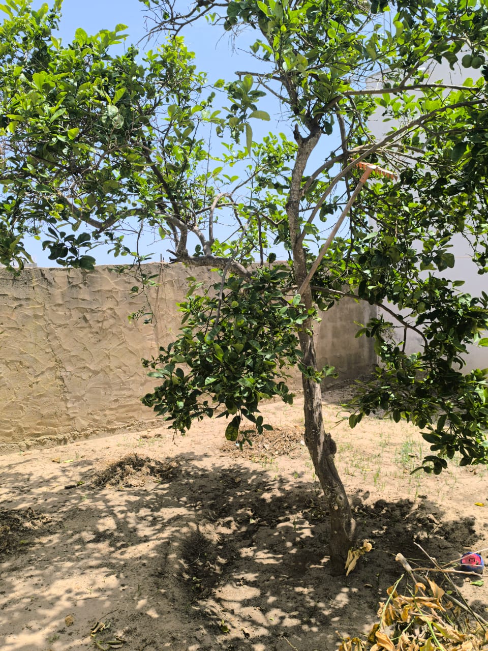 Vente Maisons - Tunisie