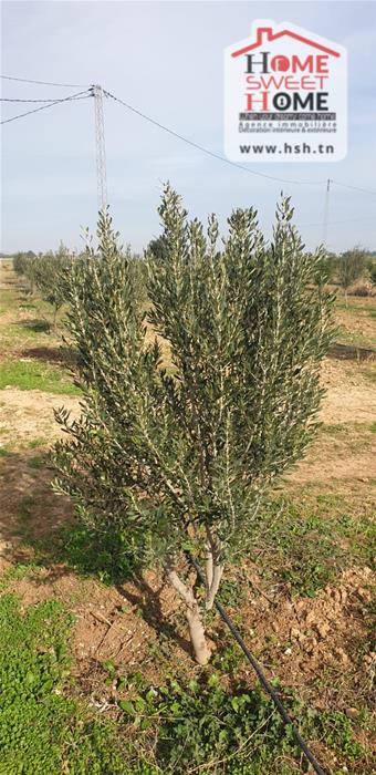 Mejez El Bab Mejez El Bab Vente Surfaces Terrain agricole sana   mjez beb