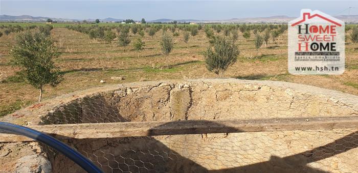 Vente Surfaces - Tunisie