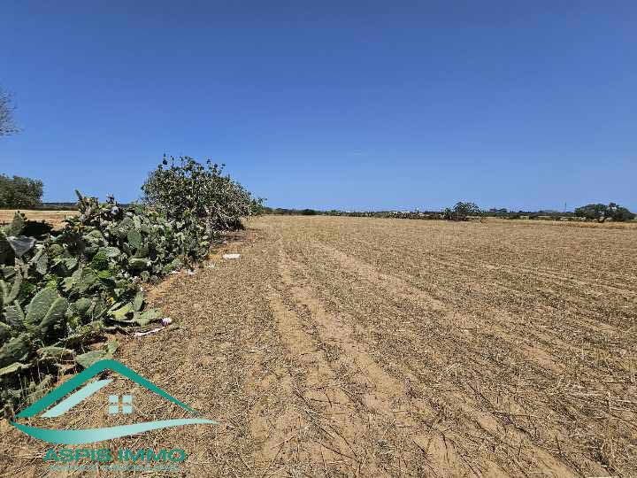 Kelibia Kelibia Vente Surfaces Vt904 terrain agricole 8755 m2  kelibia