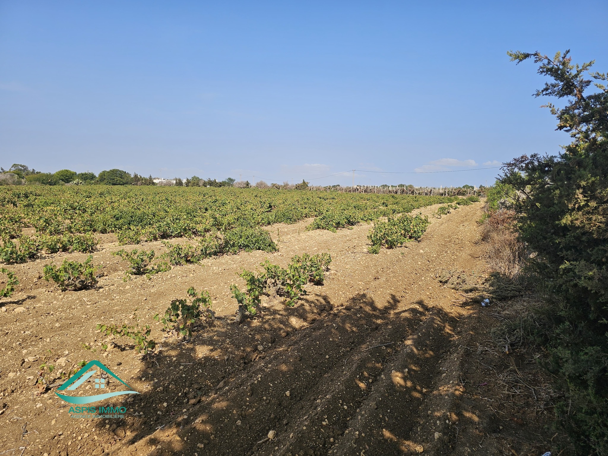 Kelibia Kelibia Vente Surfaces Vt924 terrain agricole 28170 m2  kelibia