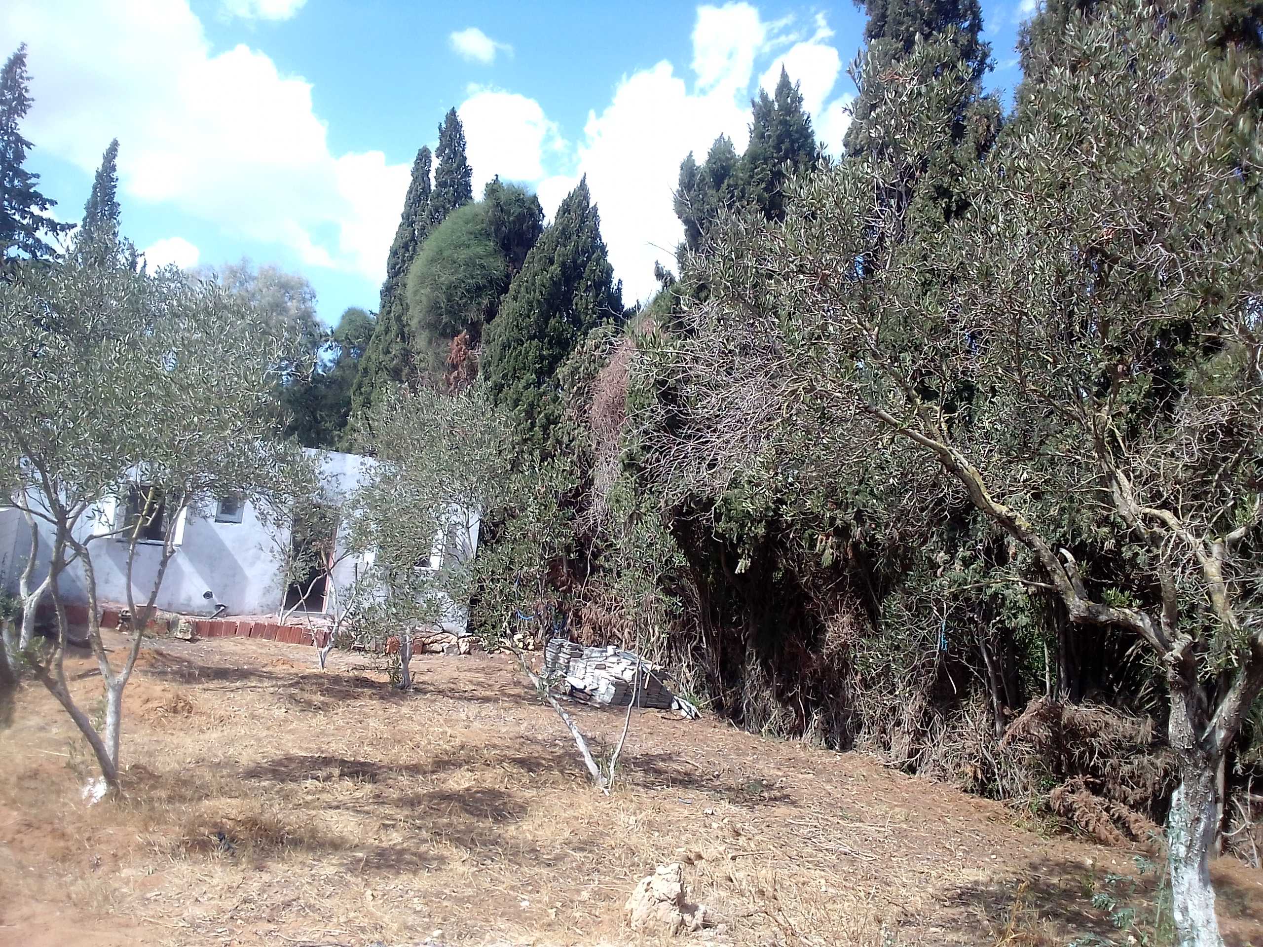 Ras Jebel Cite Kaa El Ballout Vente Maisons Maison s 2  terrain 310 m 2 route plage