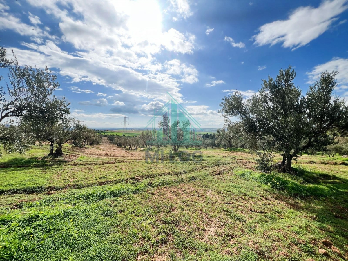 Tebourba Tebourba Vente Autre Ferme olicole de 16 hectares