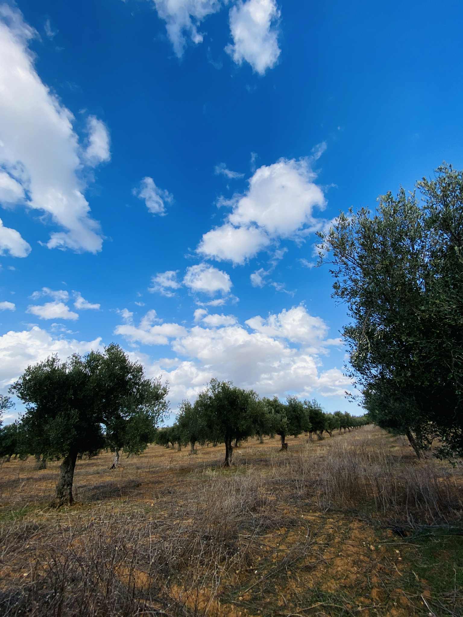 Oued Ellil Oued Ellil Vente Surfaces Terrain agricole  bjeoua oued ellil manouba