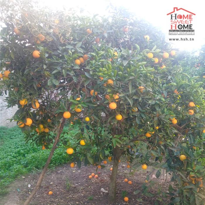 Vente Maisons - Tunisie