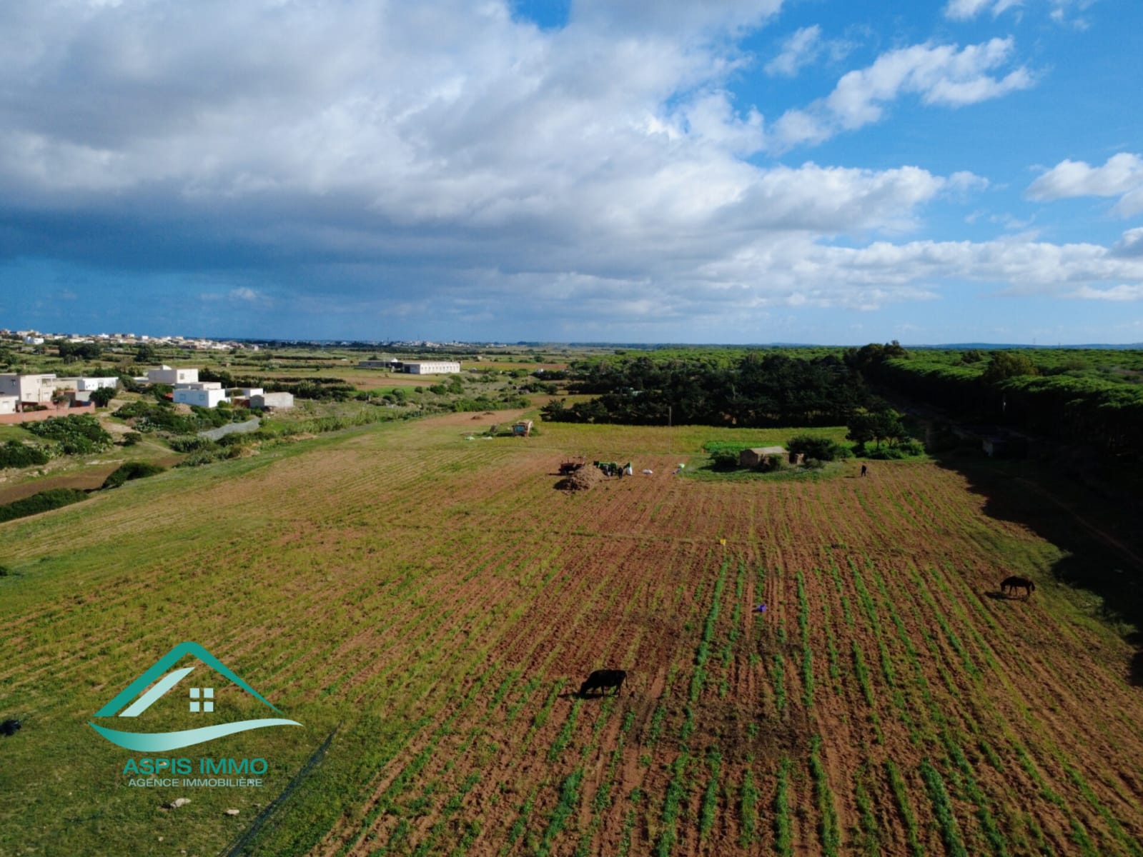 El Haouaria&nbsp;Sidi Daoud&nbsp;Vente&nbsp;Surfaces&nbsp;Vt809 terrain agricole � sidi daoued hawaria