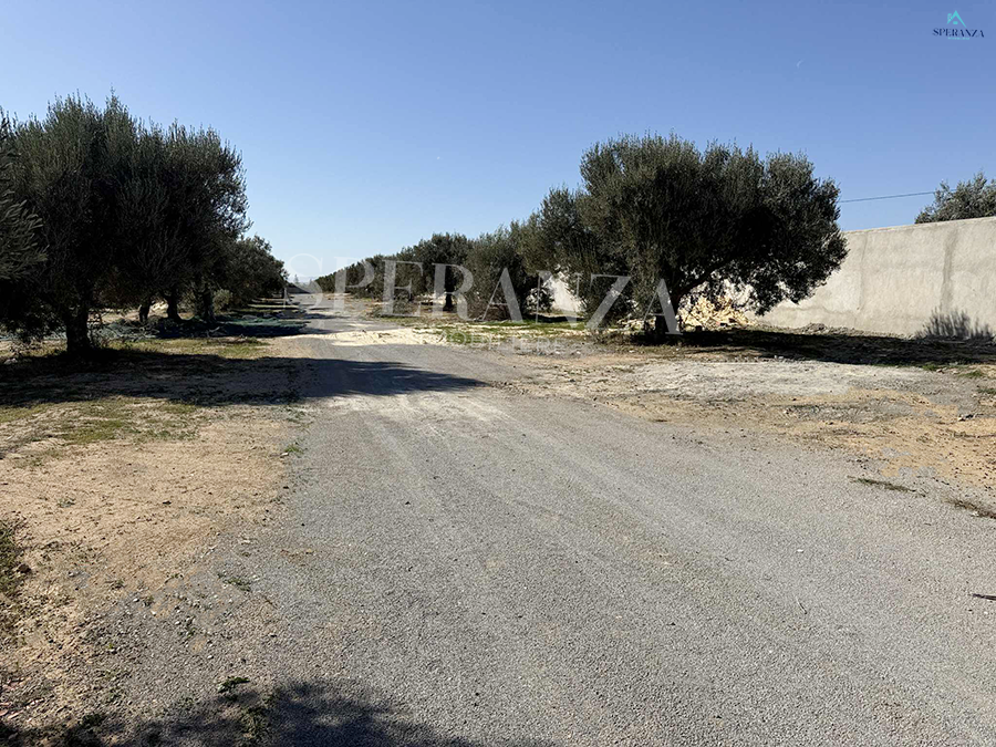 Hammamet&nbsp;Hammamet&nbsp;Vente&nbsp;Surfaces&nbsp;Terrain abie