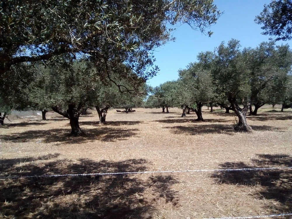 Menzel Temime Sidi Jameleddine Vente Surfaces Terrain au cap bon