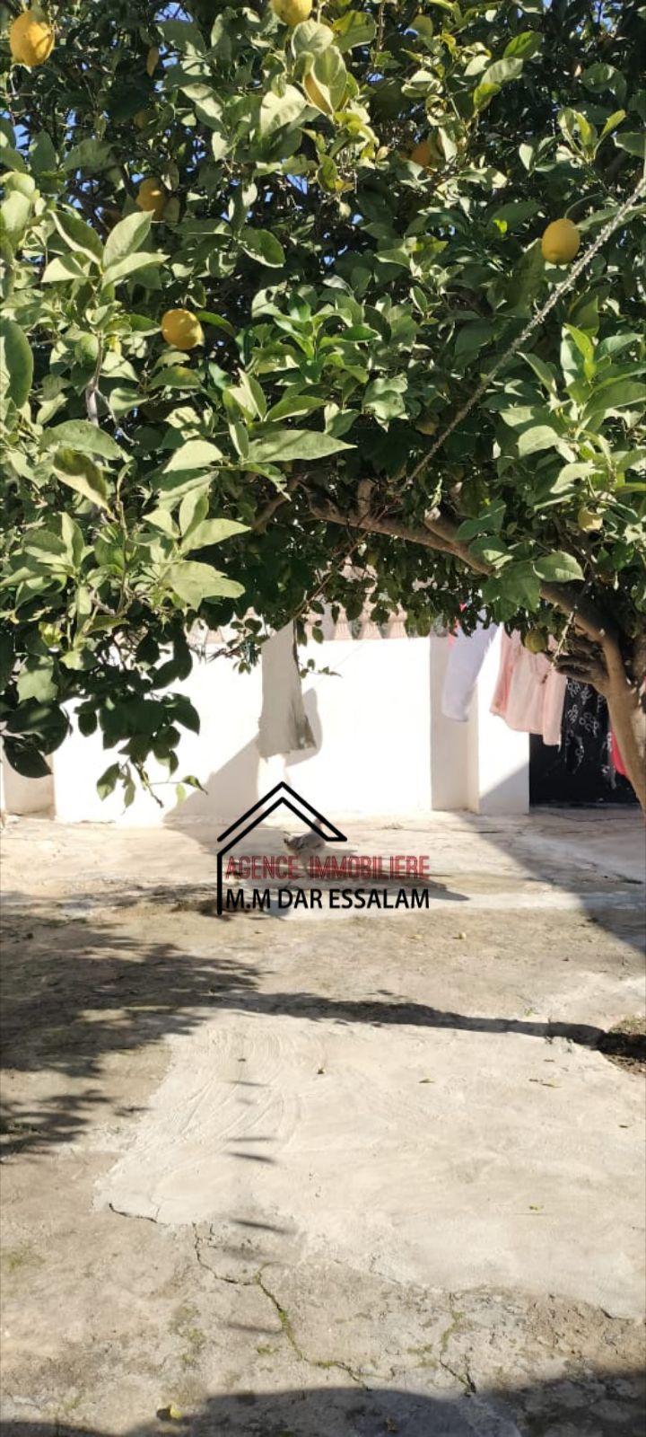 Kelibia Kelibia Vente Maisons Maison indpendante  klibia