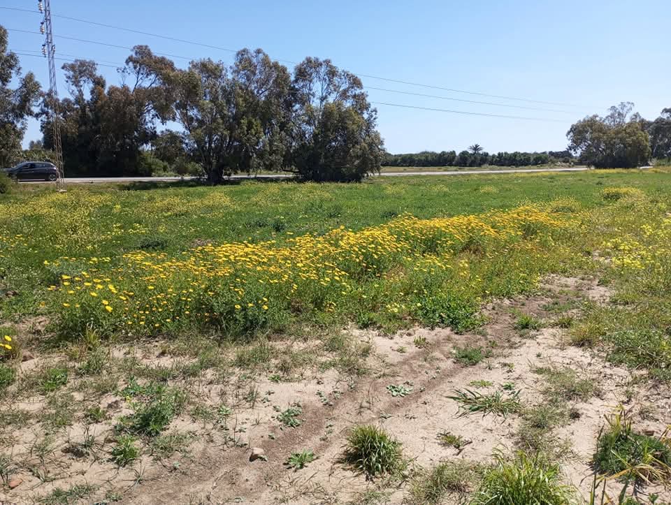 El Haouaria&nbsp;El Haouaria&nbsp;Vente&nbsp;Surfaces&nbsp;Des terrain prix manigfique