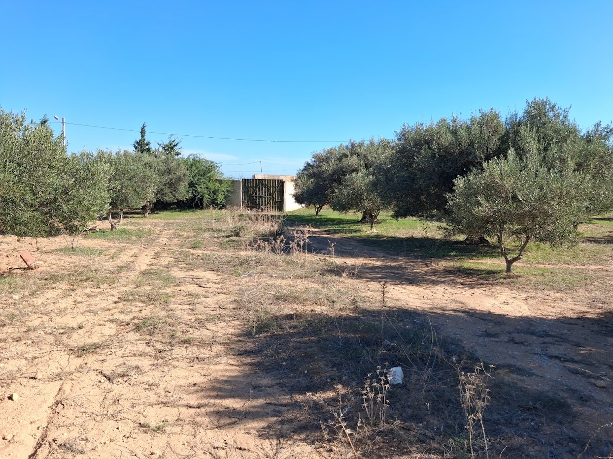 Bou Ficha&nbsp;Sidi Khelifa&nbsp;Vente&nbsp;Surfaces&nbsp;Terrain constructible