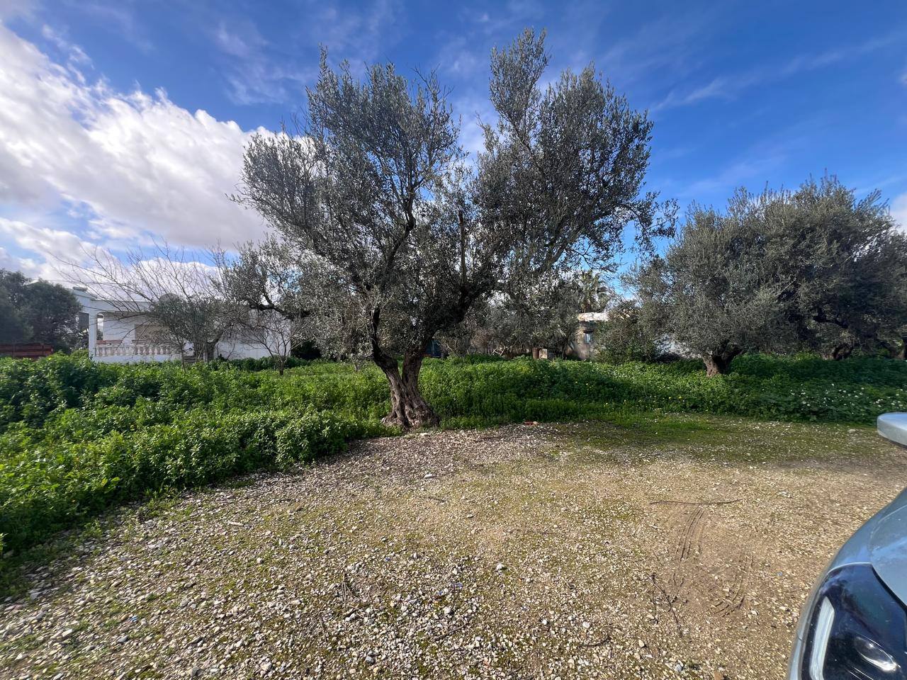 Vente Surfaces - Tunisie