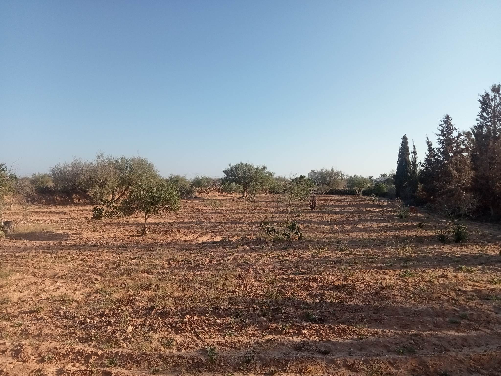 Djerba - Houmet Essouk&nbsp;Djerba &nbsp;Vente&nbsp;Autre&nbsp;Terrain potentiel � 3 km de houmt souk