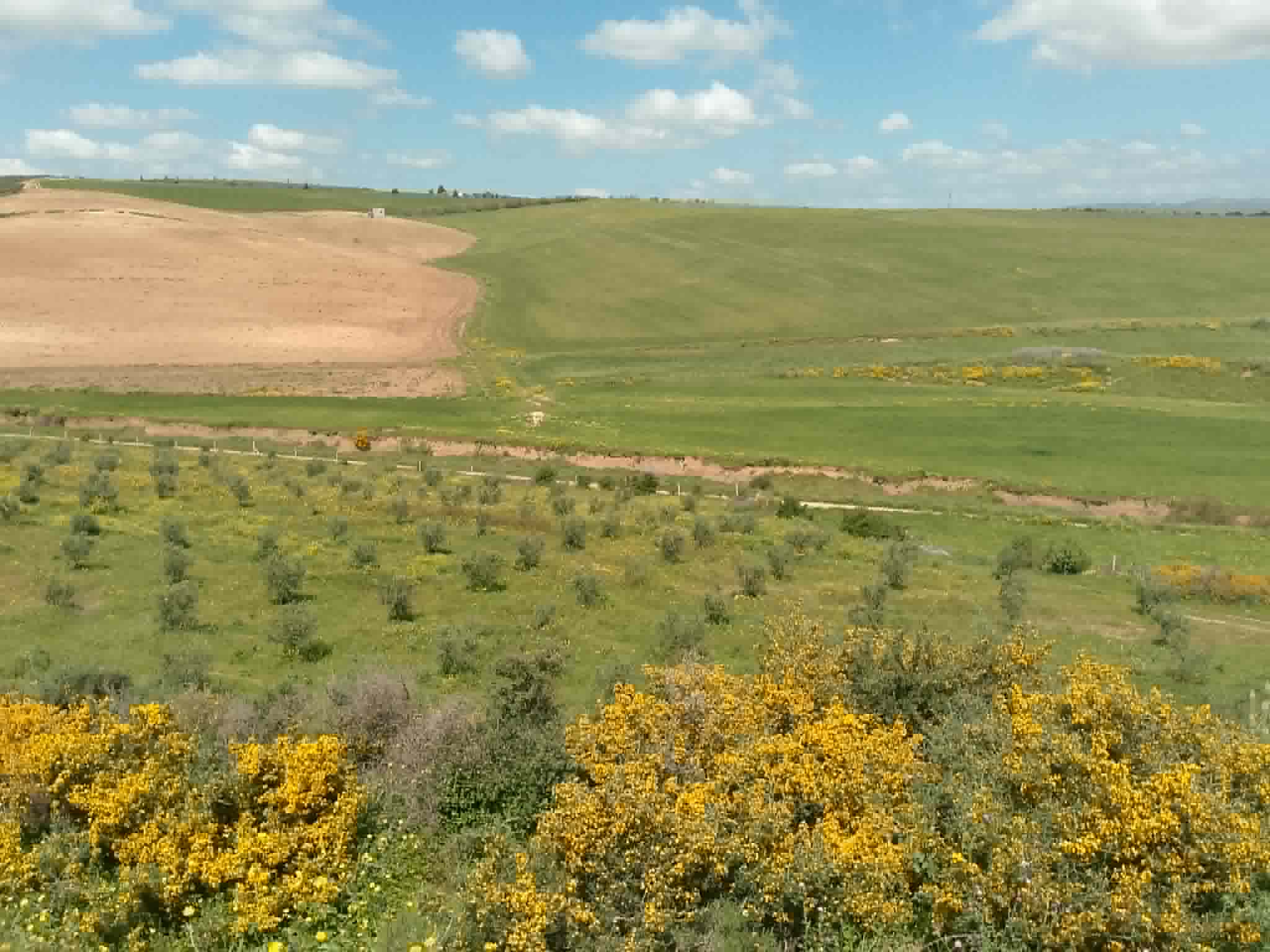 Jedaida&nbsp;Chaouat&nbsp;Vente&nbsp;Surfaces&nbsp;Terrain agricole avec amandiers