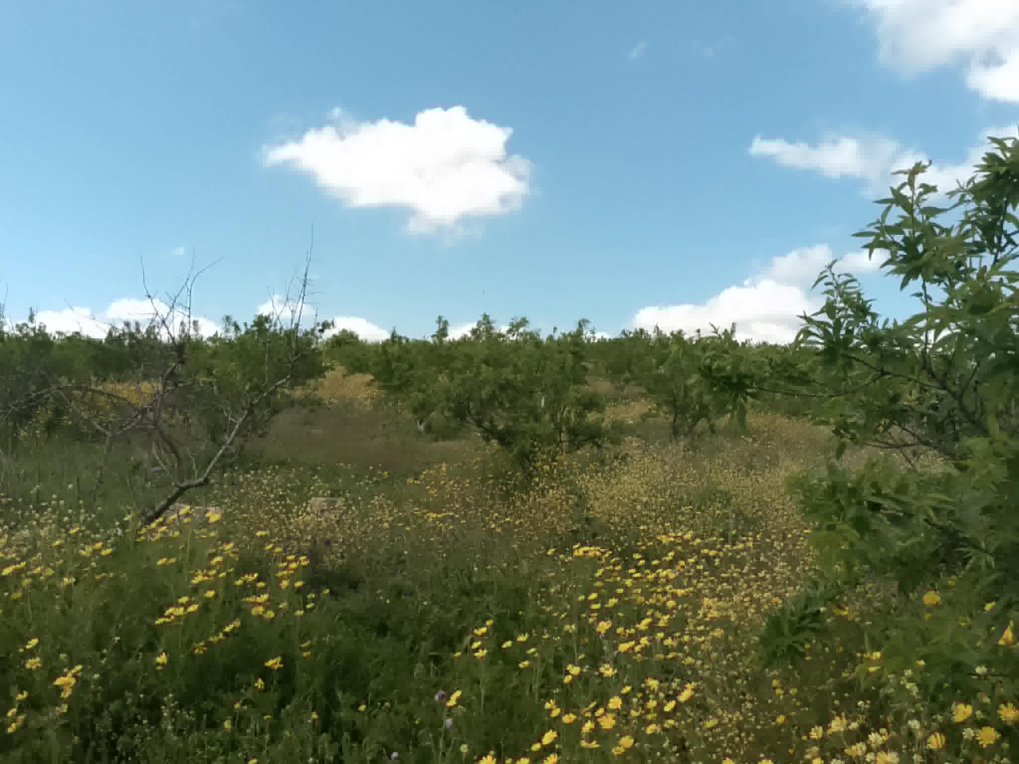 Jedaida&nbsp;Chaouat&nbsp;Vente&nbsp;Surfaces&nbsp;Terrain agricole avec amandiers