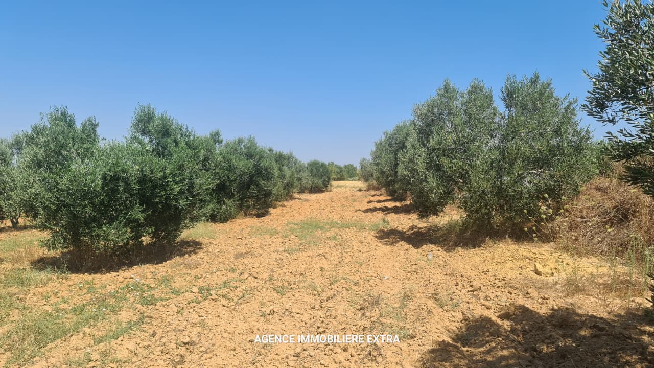 Vente&nbsp;Maisons - Tunisie