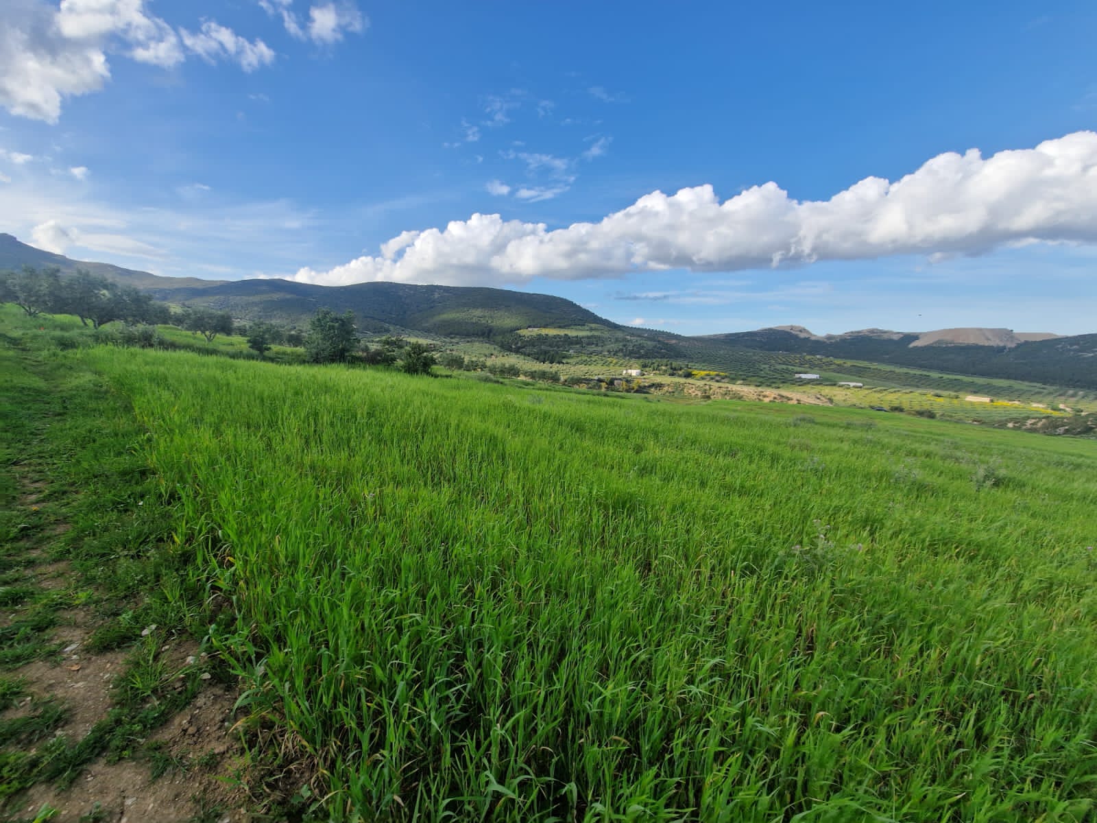 Grombalia&nbsp;Jebel Trif&nbsp;Terrain&nbsp;Terrain agricole&nbsp;Terrain agricole � grombalia jebel trif