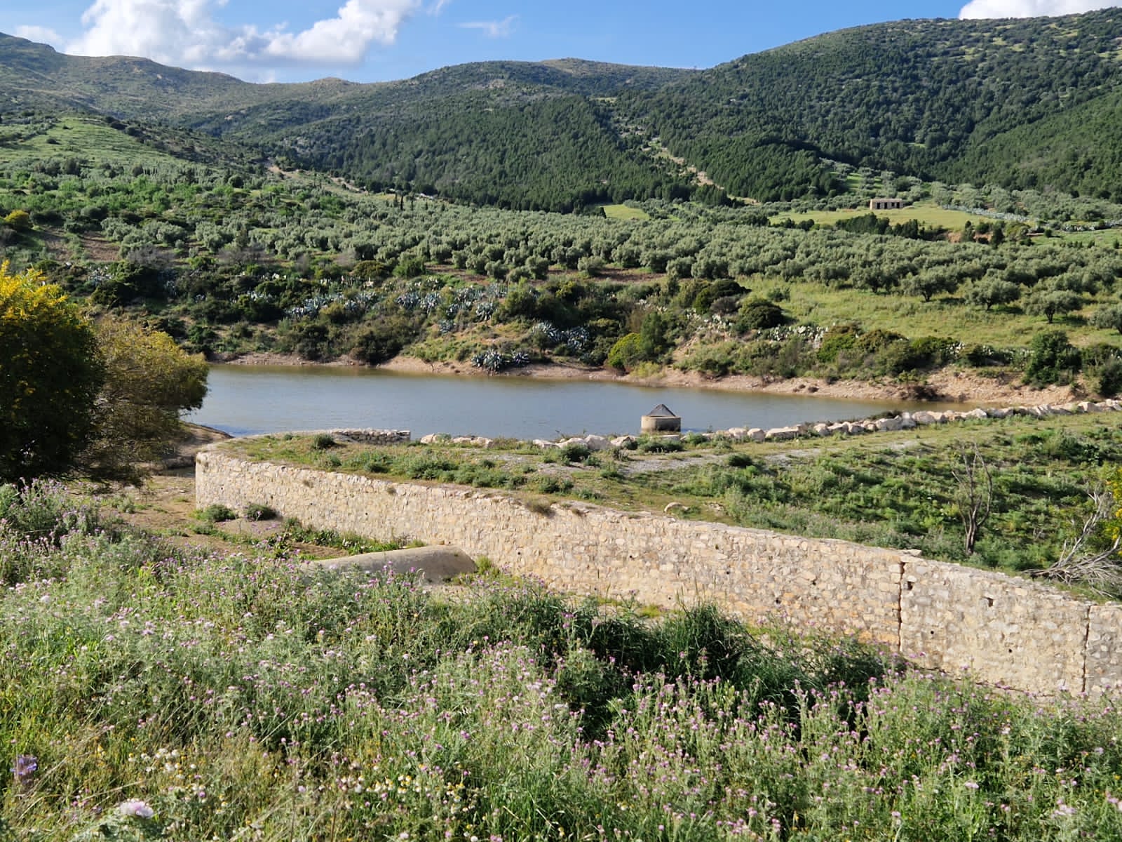 Grombalia&nbsp;Jebel Trif&nbsp;Terrain&nbsp;Terrain agricole&nbsp;Terrain agricole � grombalia jebel trif