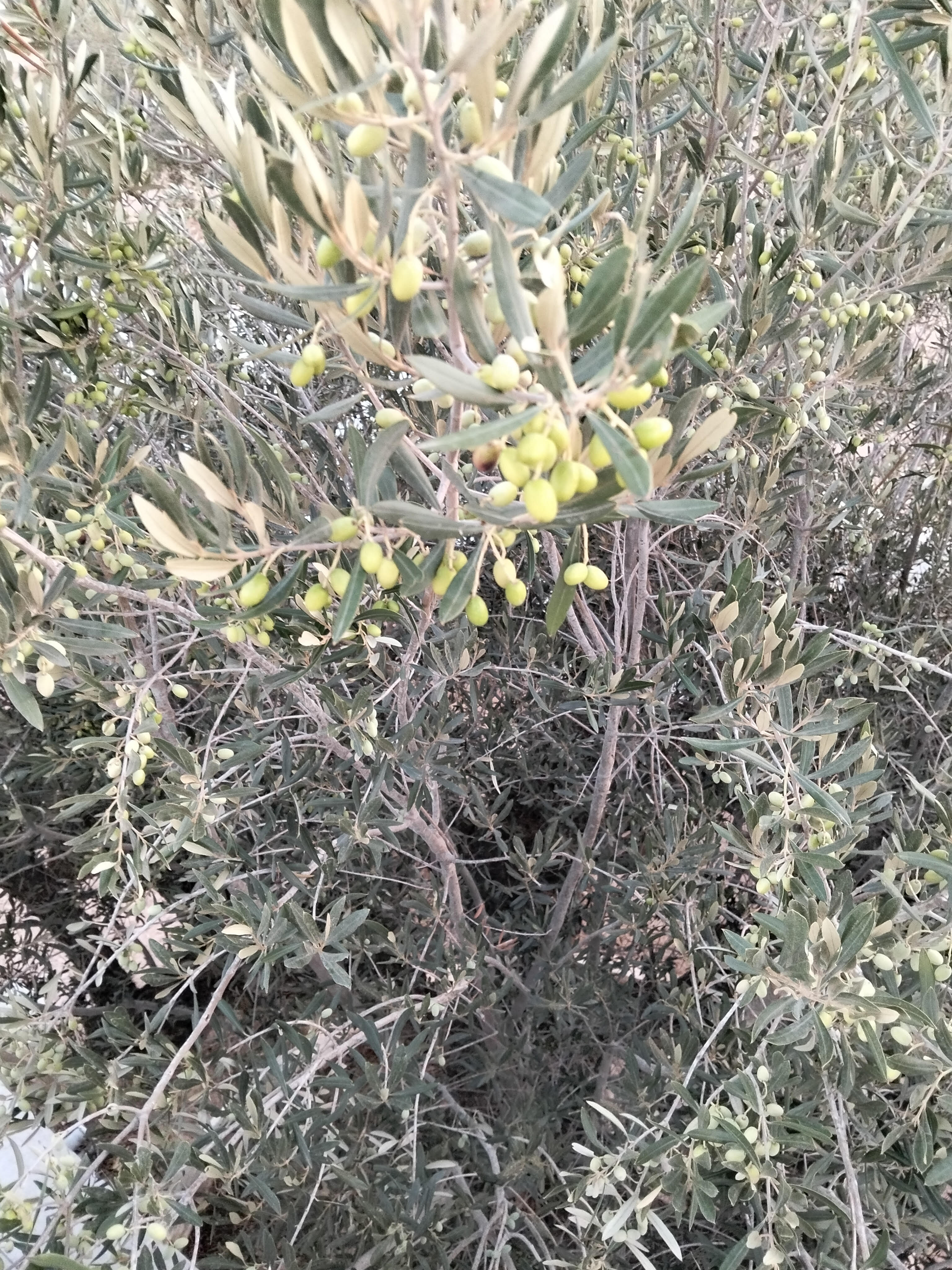 Vente&nbsp;Autre - Tunisie