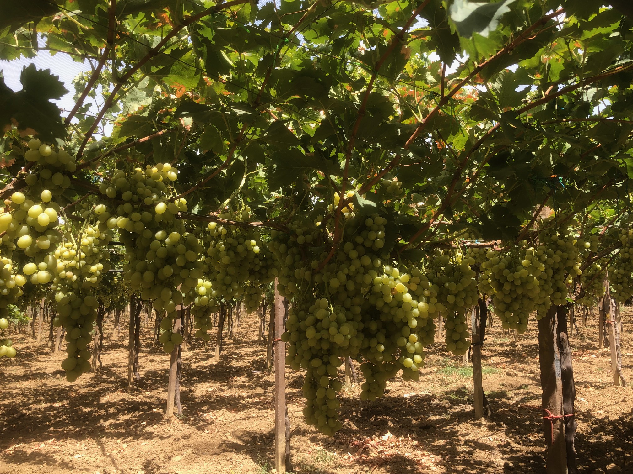 Zaghouan&nbsp;Bir Halima&nbsp;Terrain&nbsp;Terrain agricole&nbsp;Ferme pour investissement