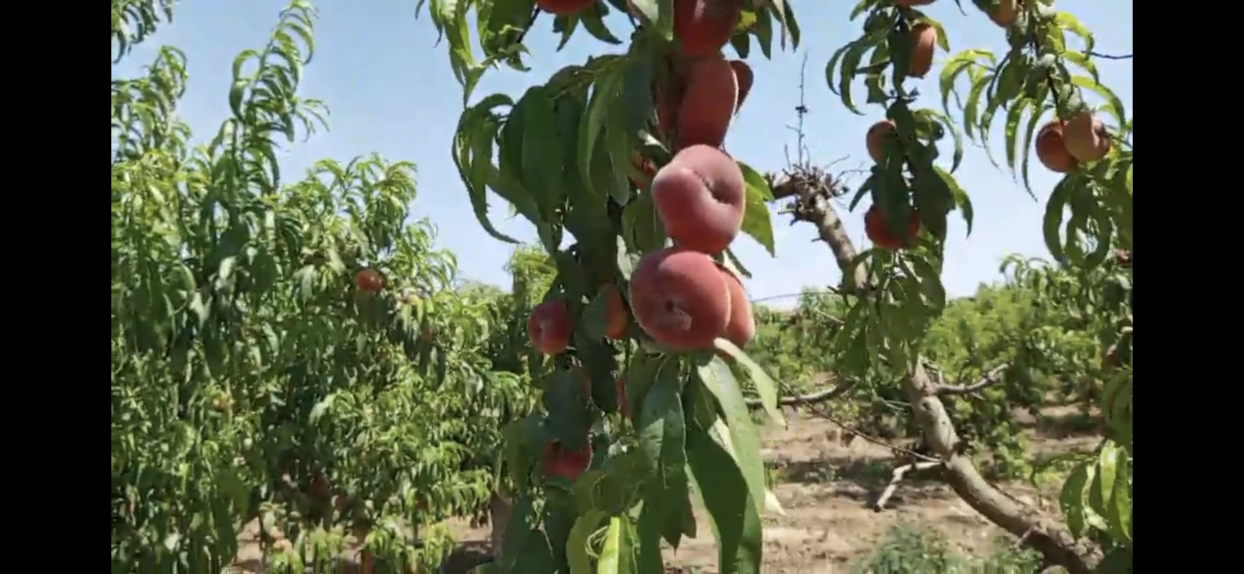 Zaghouan&nbsp;Bir Halima&nbsp;Terrain&nbsp;Terrain agricole&nbsp;Ferme pour investissement