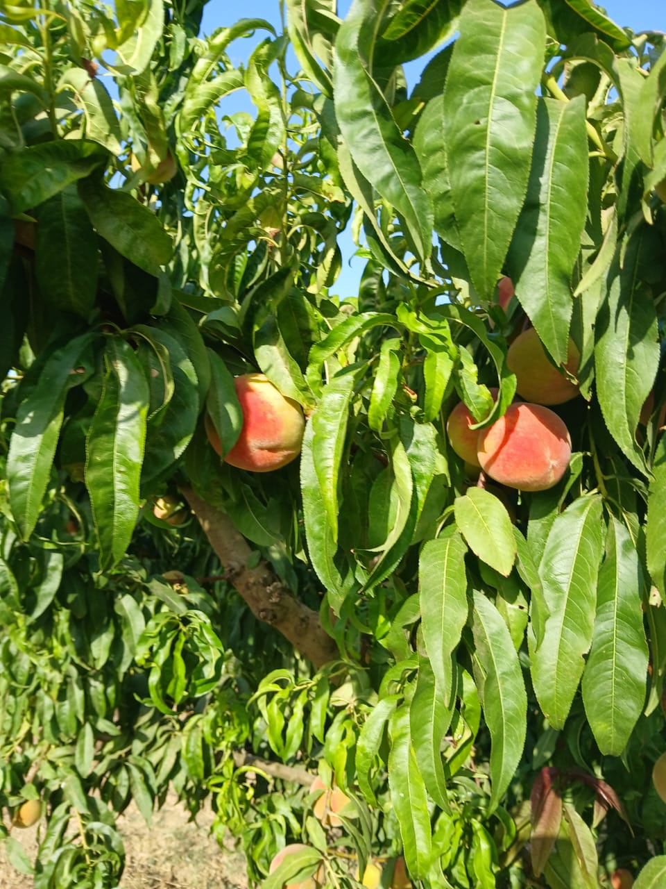 El Alia&nbsp;El Alia&nbsp;Terrain&nbsp;Terrain agricole&nbsp;Ferme agricole de 2 hectares � el khatmine bizerte